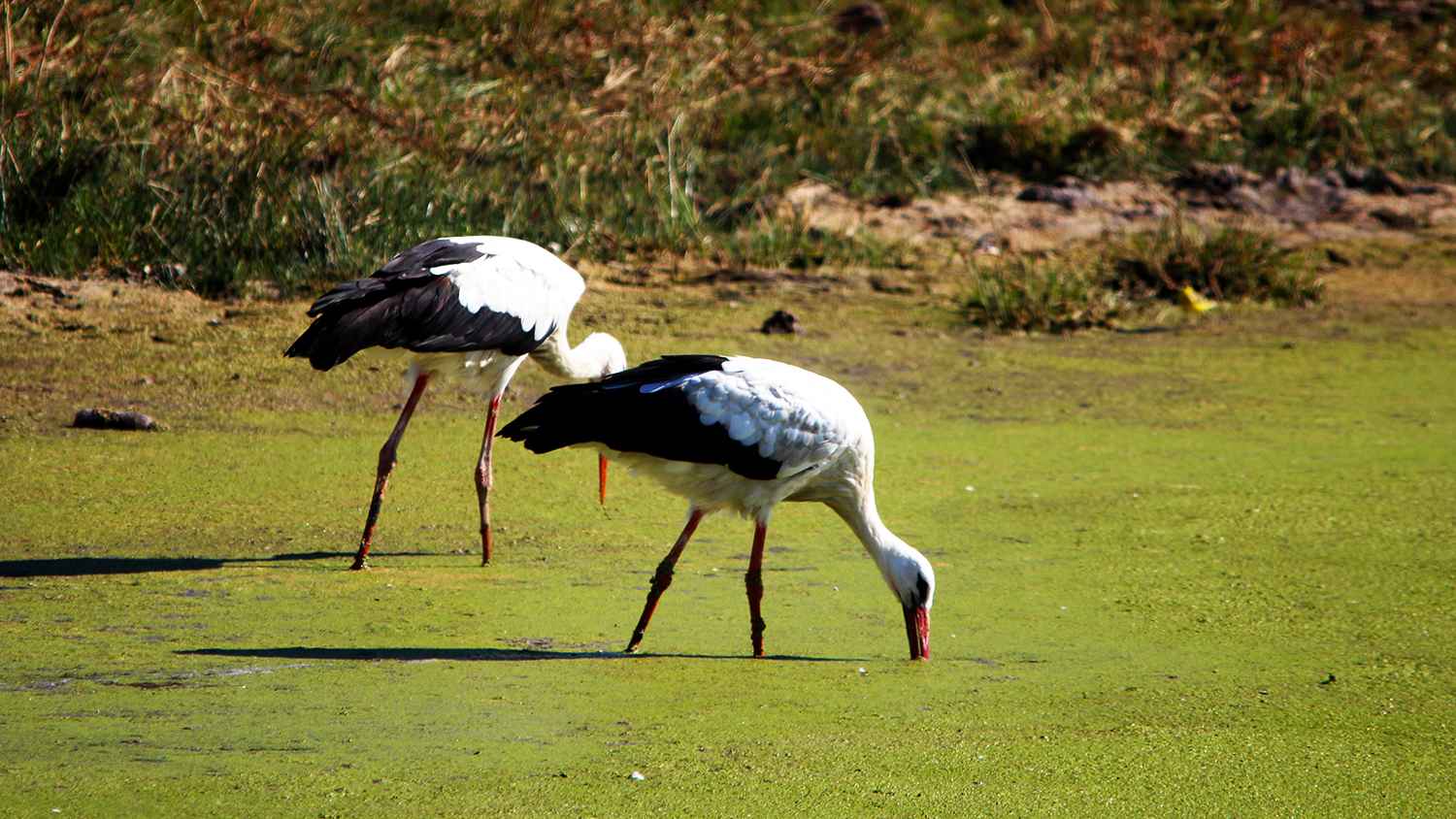 White Stork